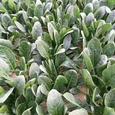 山东省高青县优质菠菜已上市