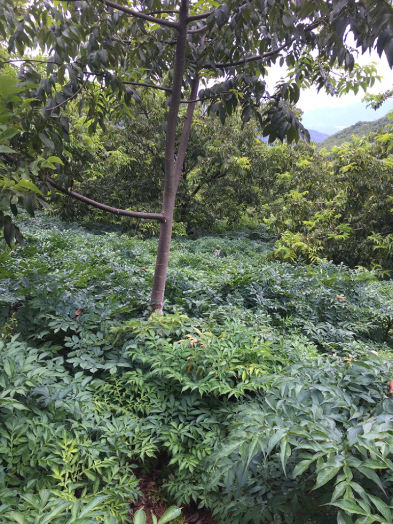 魔芋，花魔芋，十一月倒苗才挖，质量保证！