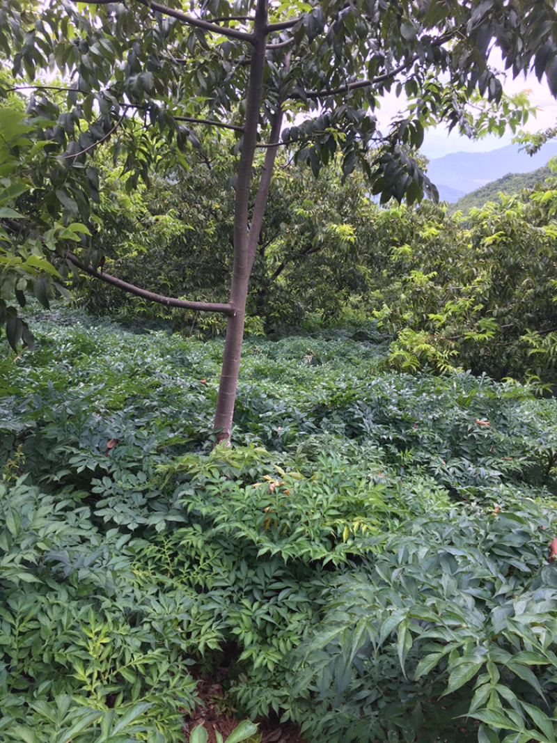 魔芋，花魔芋，十一月倒苗才挖，质量保证！