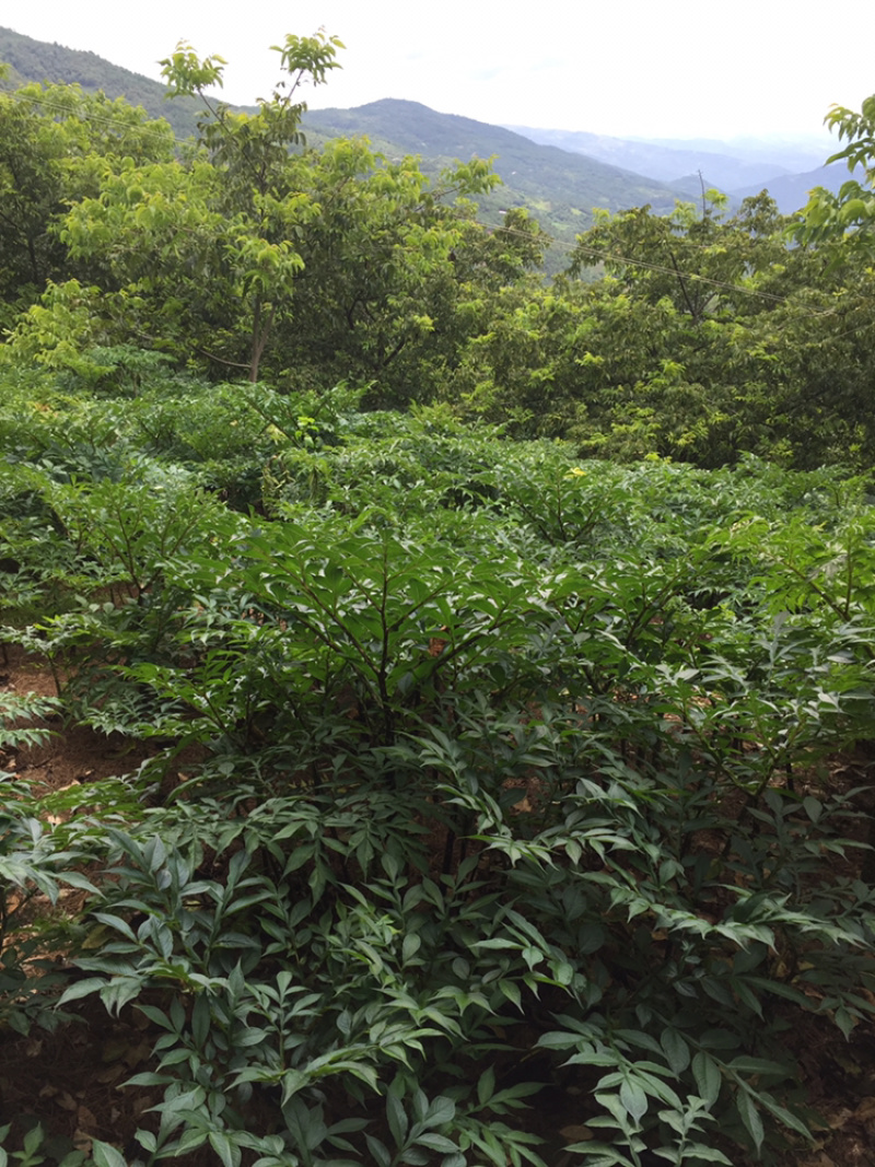 魔芋，花魔芋，十一月倒苗才挖，质量保证！