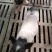 巴马香猪苗巴马香猪价格巴马香猪养殖基地