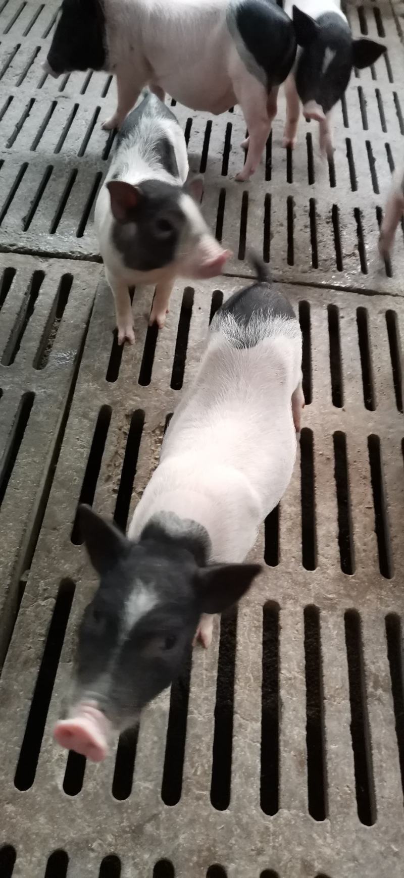 巴马香猪苗巴马香猪价格巴马香猪养殖基地