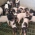 巴马香猪苗巴马香猪价格巴马香猪养殖基地