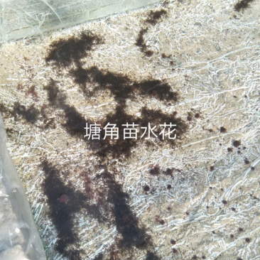 优质塘角苗/塘鲺苗，苗场直供，质优价廉，欢迎选购