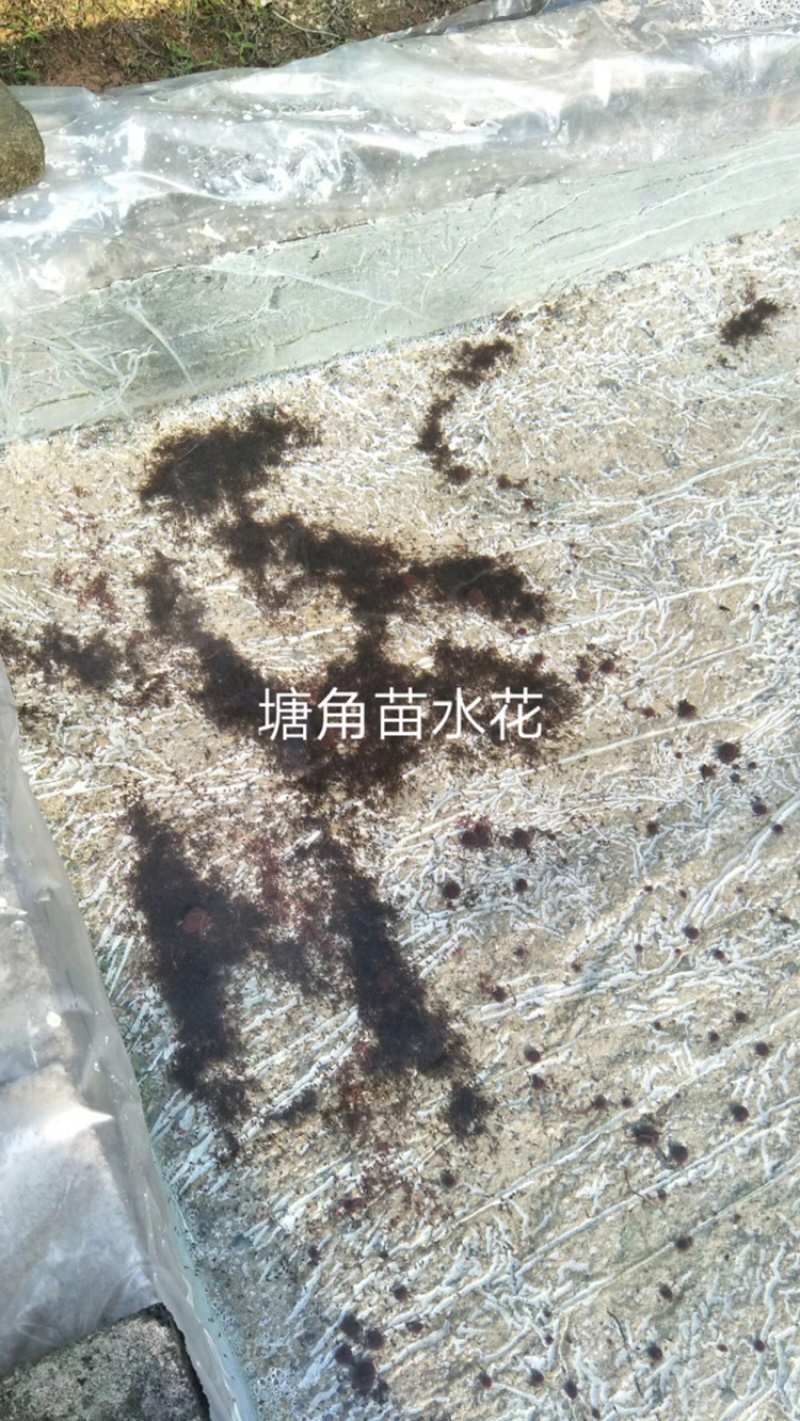 优质塘角苗/塘鲺苗，苗场直供，质优价廉，欢迎选购