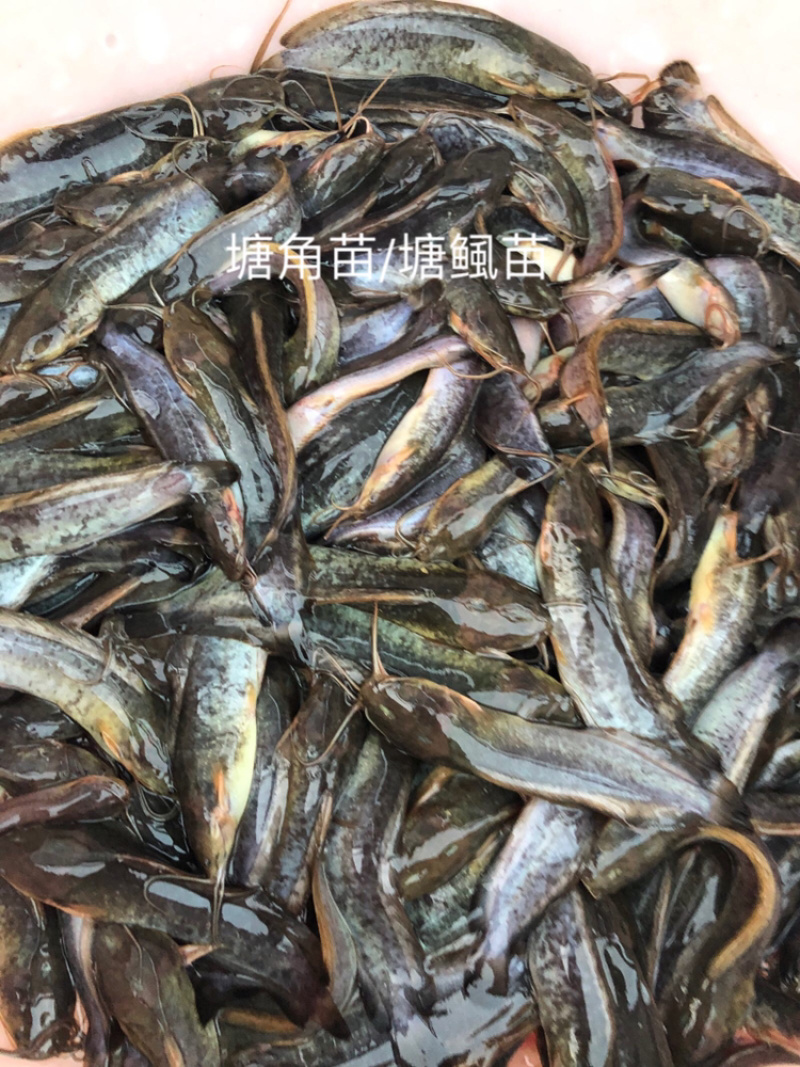 优质塘角苗/塘鲺苗，苗场直供，质优价廉，欢迎选购