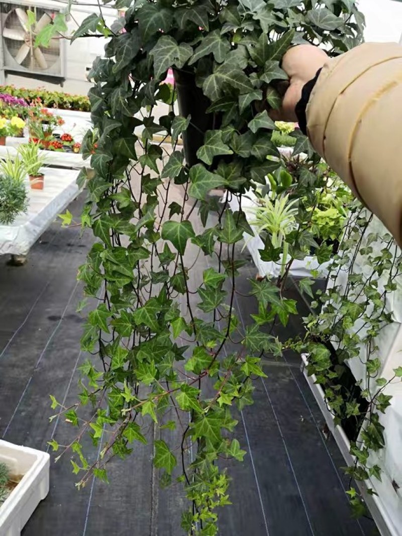 常春藤盆栽植物室内好养绿植水培长春藤常青藤吊兰植物垂吊爬