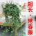 常春藤盆栽植物室内好养绿植水培长春藤常青藤吊兰植物垂吊爬