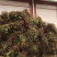 基地直销四季花金银花树