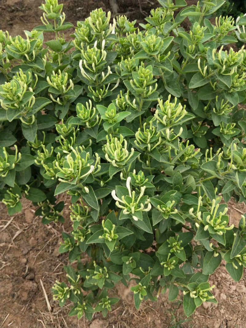 基地直销四季花金银花树