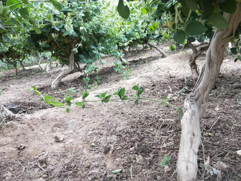 基地直销四季花金银花树