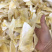 鱼翅牙拣翅边新鲜胶质好营养丰富价格实惠餐饮酒店月子好食材