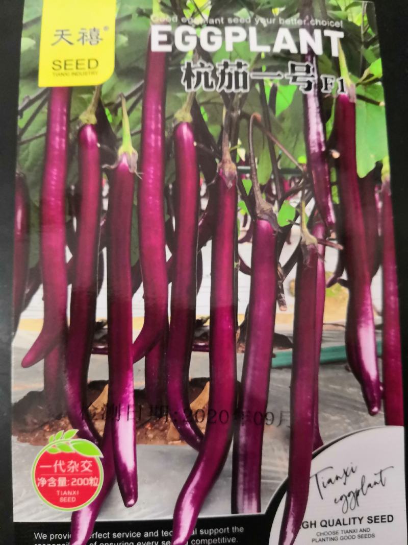杭茄一号F1优质丰产茄子品种
