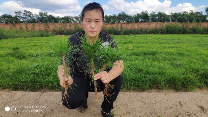 樟子松和油松一年，二年生苗（裸根苗）和杯苗