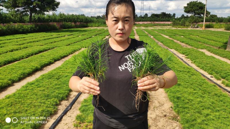 樟子松和油松一年，二年生苗（裸根苗）和杯苗