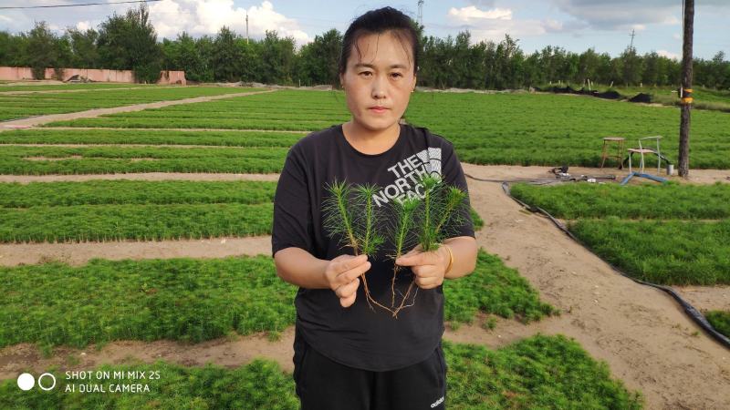 樟子松和油松一年，二年生苗（裸根苗）和杯苗