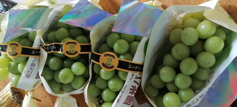 2023阳光玫瑰葡萄大量上市，欢迎各位老板前来品鉴