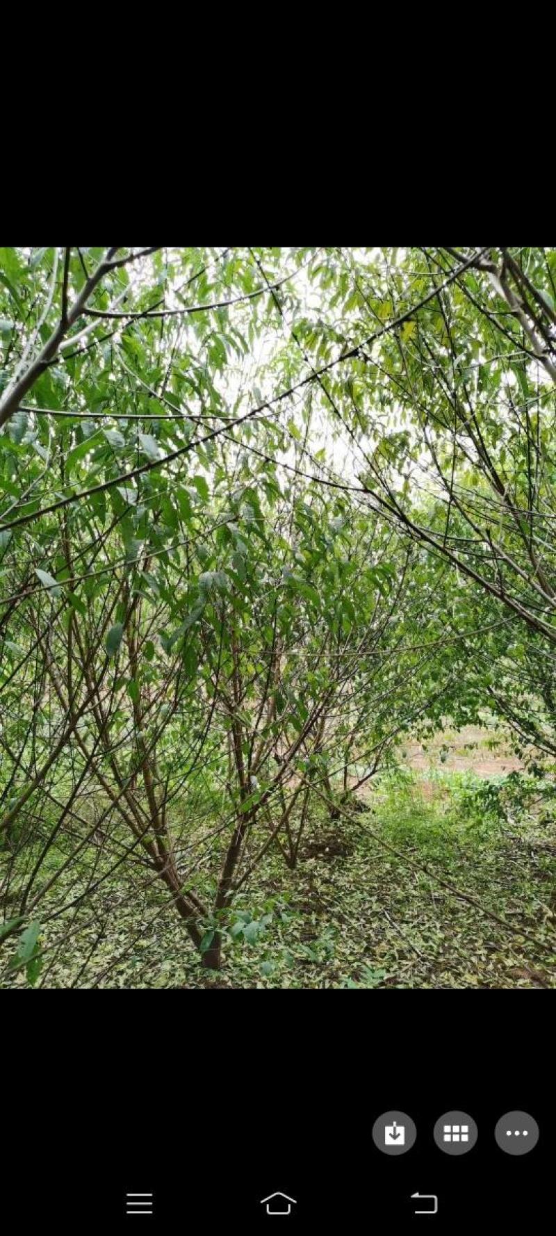桃树，嫁接青叶桃树可带土球