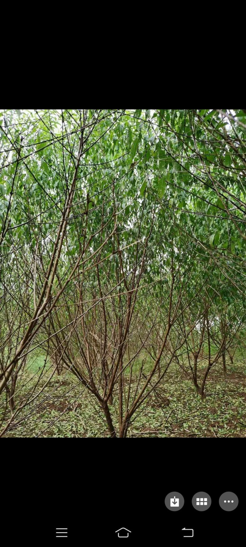 桃树，嫁接青叶桃树可带土球