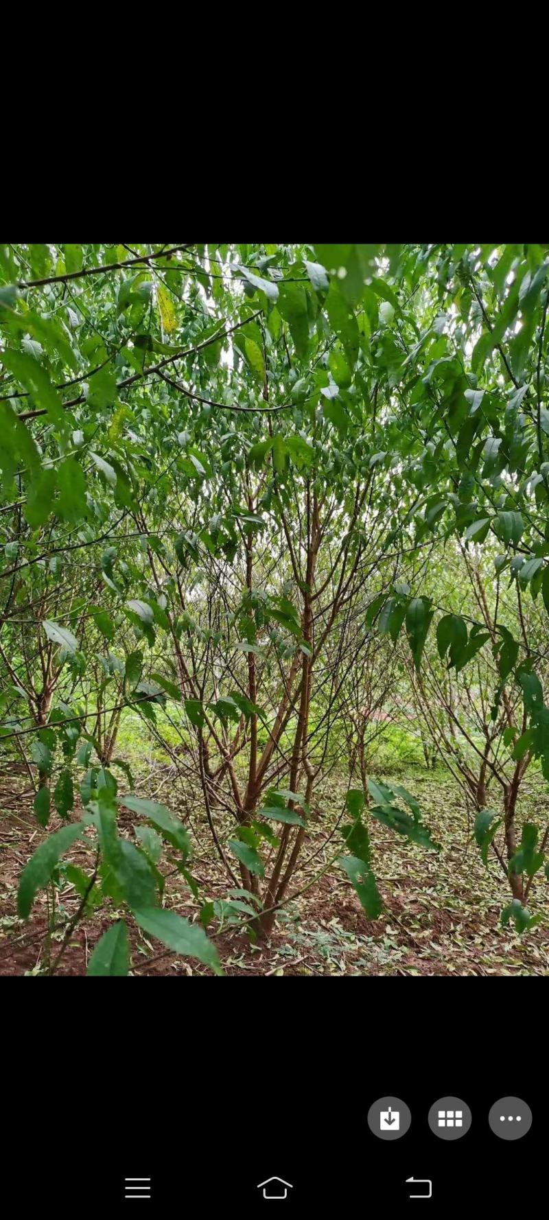 桃树，嫁接青叶桃树可带土球