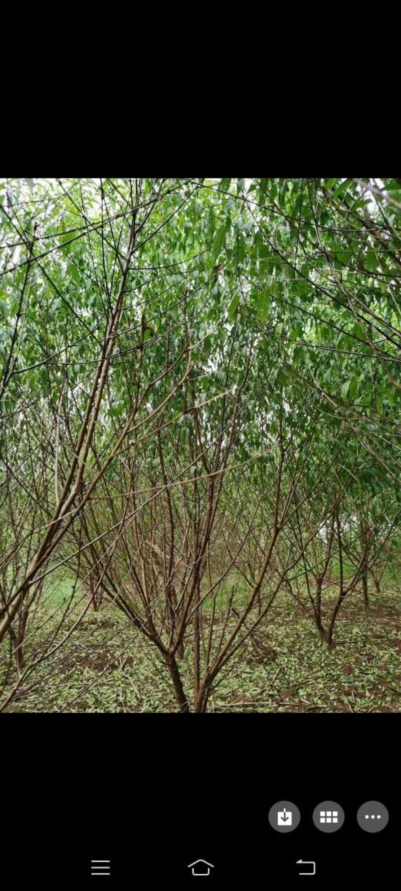 桃树，嫁接青叶桃树可带土球