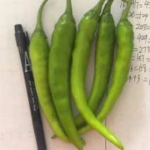 大量供应精品杭椒、各种精品辣椒