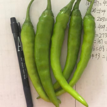 大量供应精品杭椒、各种精品辣椒