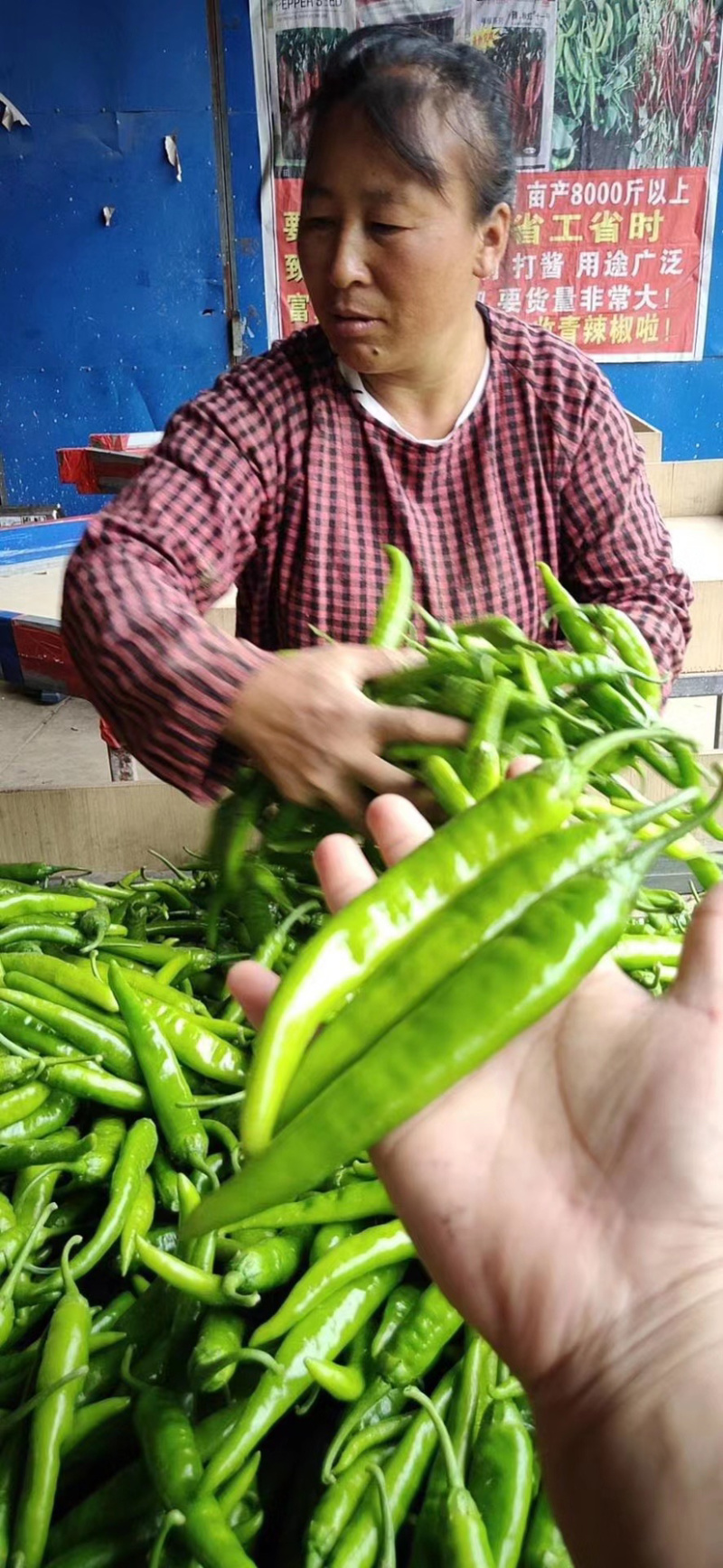 大量供应精品杭椒、各种精品辣椒