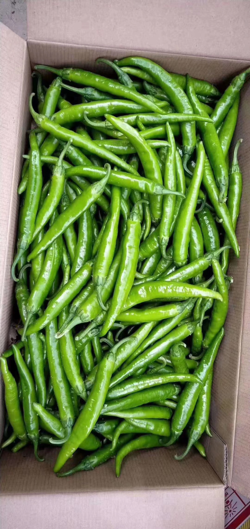 大量供应精品杭椒、各种精品辣椒