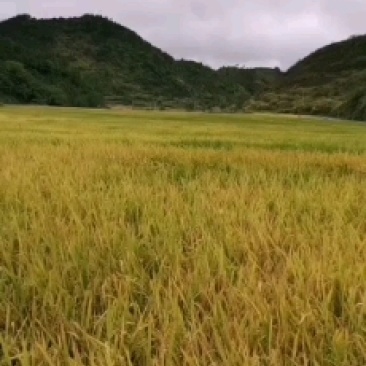 2010晚稻868欢迎订购