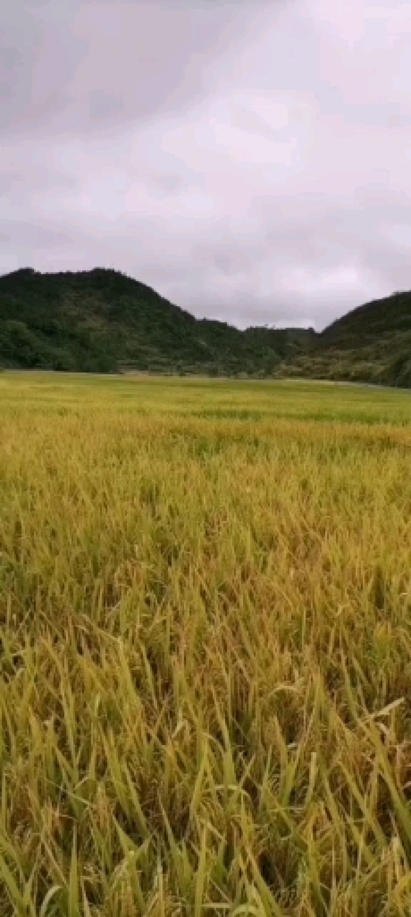 2010晚稻868欢迎订购