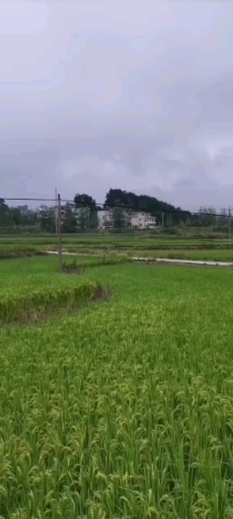 2010晚稻868欢迎订购