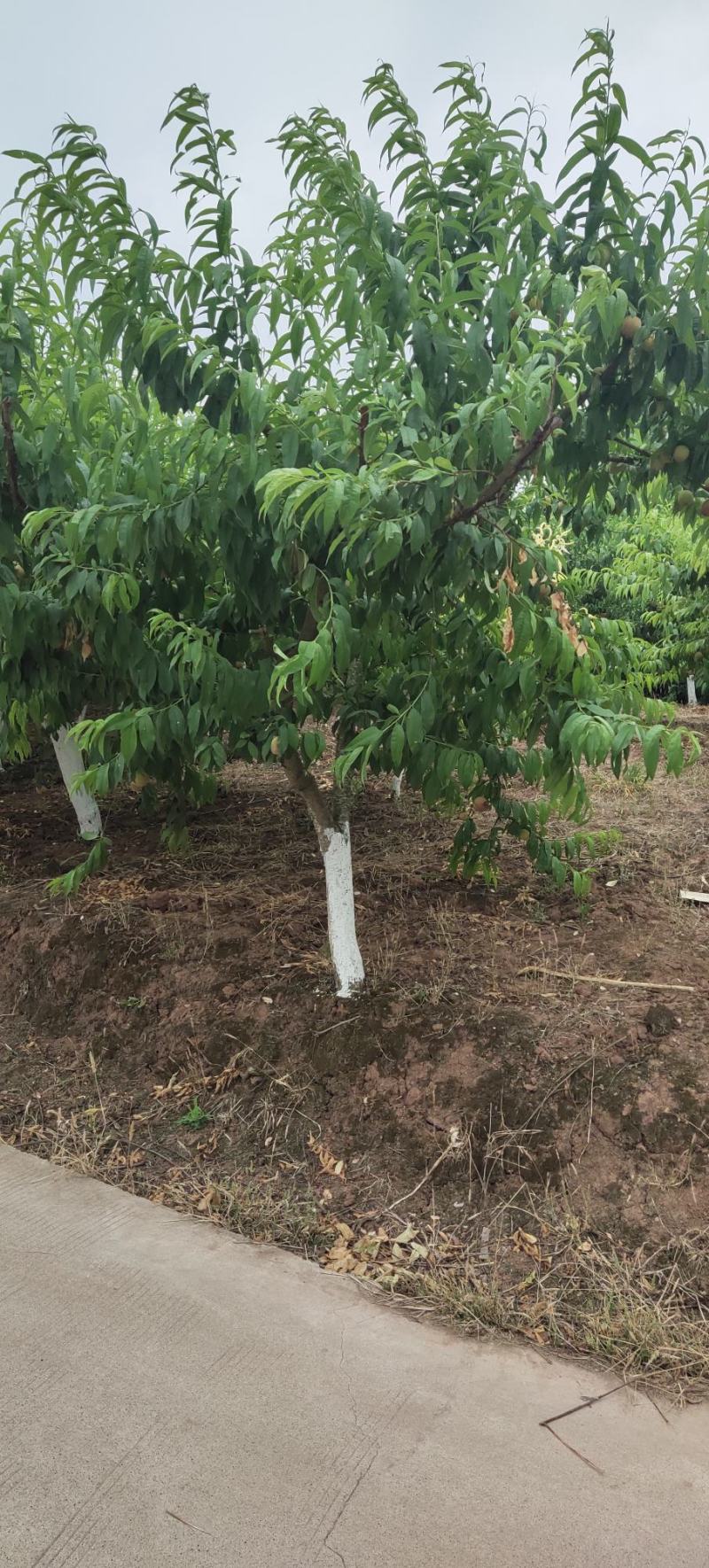 四川成都，桃子树，青叶桃树，嫁接桃树，