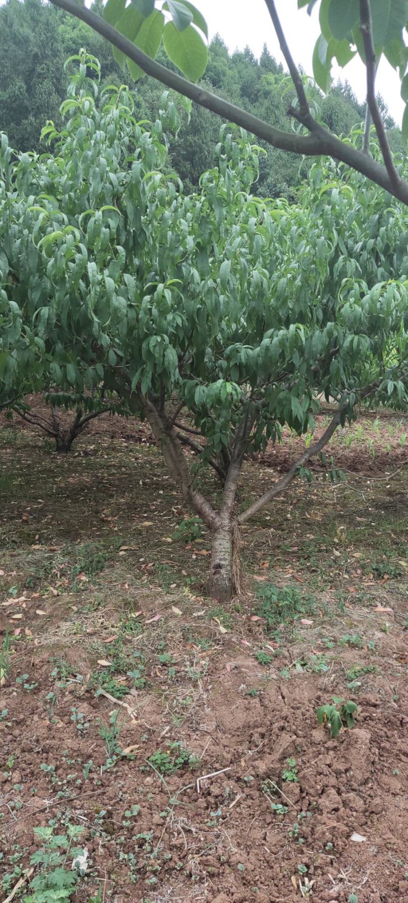 四川成都，桃子树，青叶桃树，嫁接桃树，