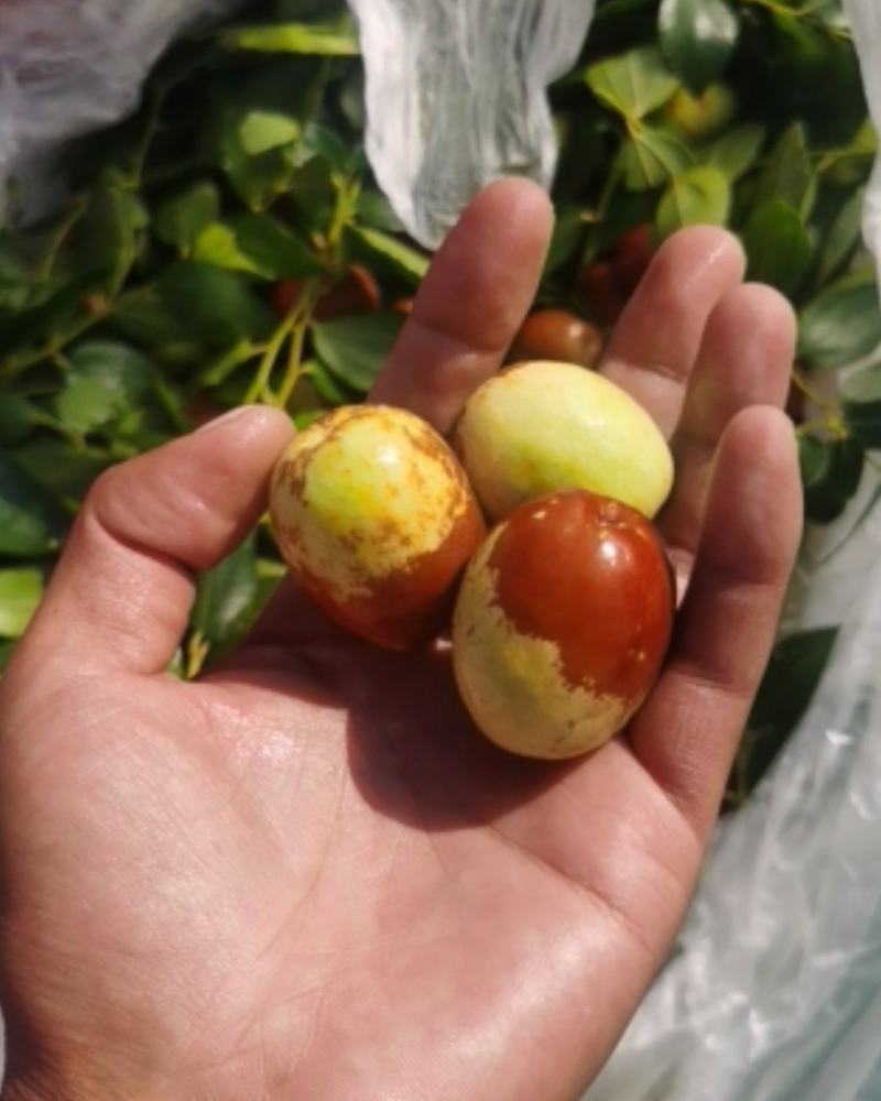 万亩梨枣基地，卜庄，大陆富硒大梨枣，大量有货，大量有。