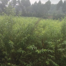 嫁接桃树苗。烟脂脆桃，晚白桃，