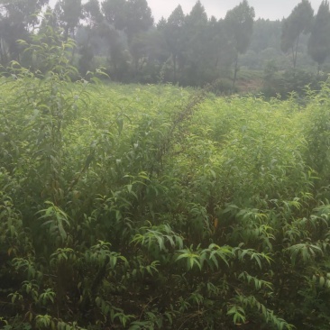 嫁接桃树苗。烟脂脆桃，晚白桃，