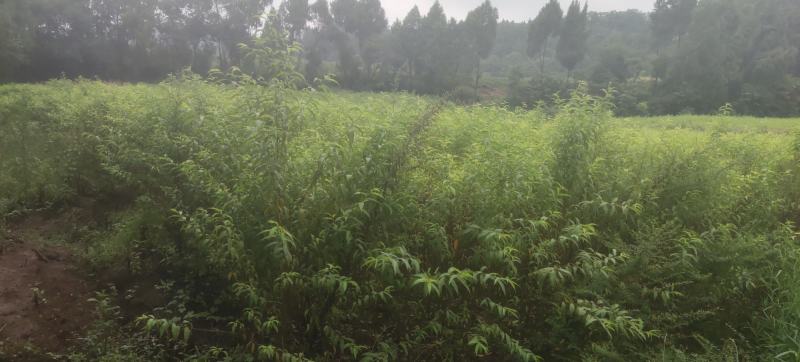 嫁接桃树苗。烟脂脆桃，晚白桃，