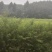 嫁接桃树苗。烟脂脆桃，晚白桃，