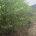 嫁接桃树苗。烟脂脆桃，晚白桃，
