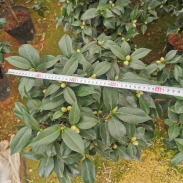 大红赤丹满树花苞株型漂亮