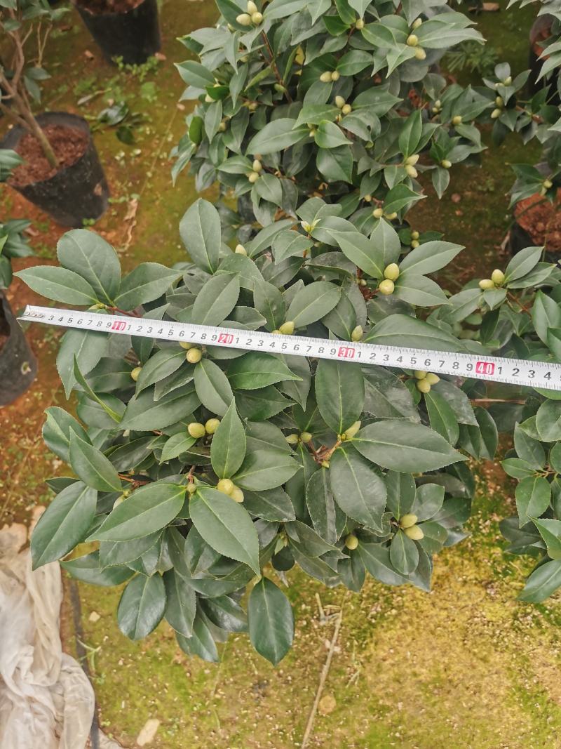 大红赤丹满树花苞株型漂亮