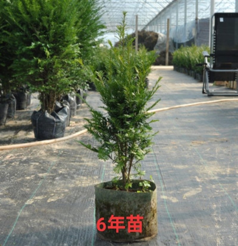 南方红豆杉盆景绿植创意盆栽花卉迷你小苗净化空气防辐