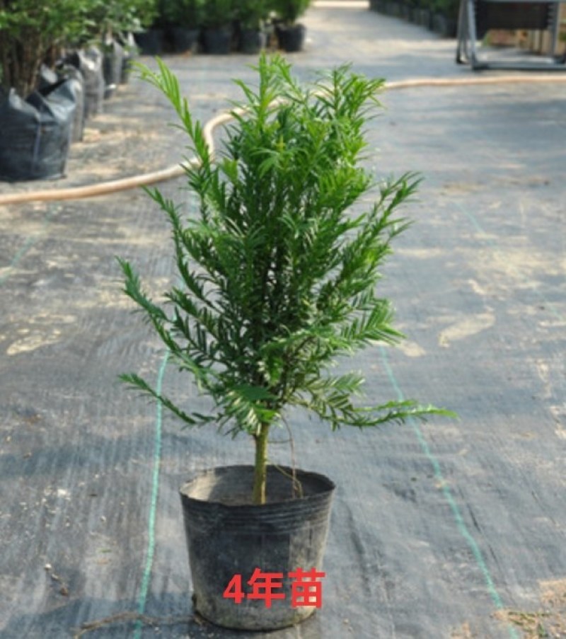 南方红豆杉盆景绿植创意盆栽花卉迷你小苗净化空气防辐