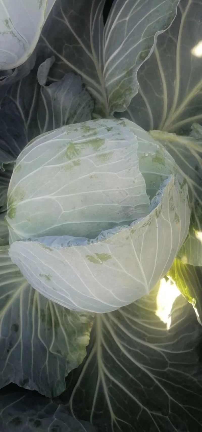 甘肃靖远高原夏菜大量上市中欢迎前来选购诚信代办
