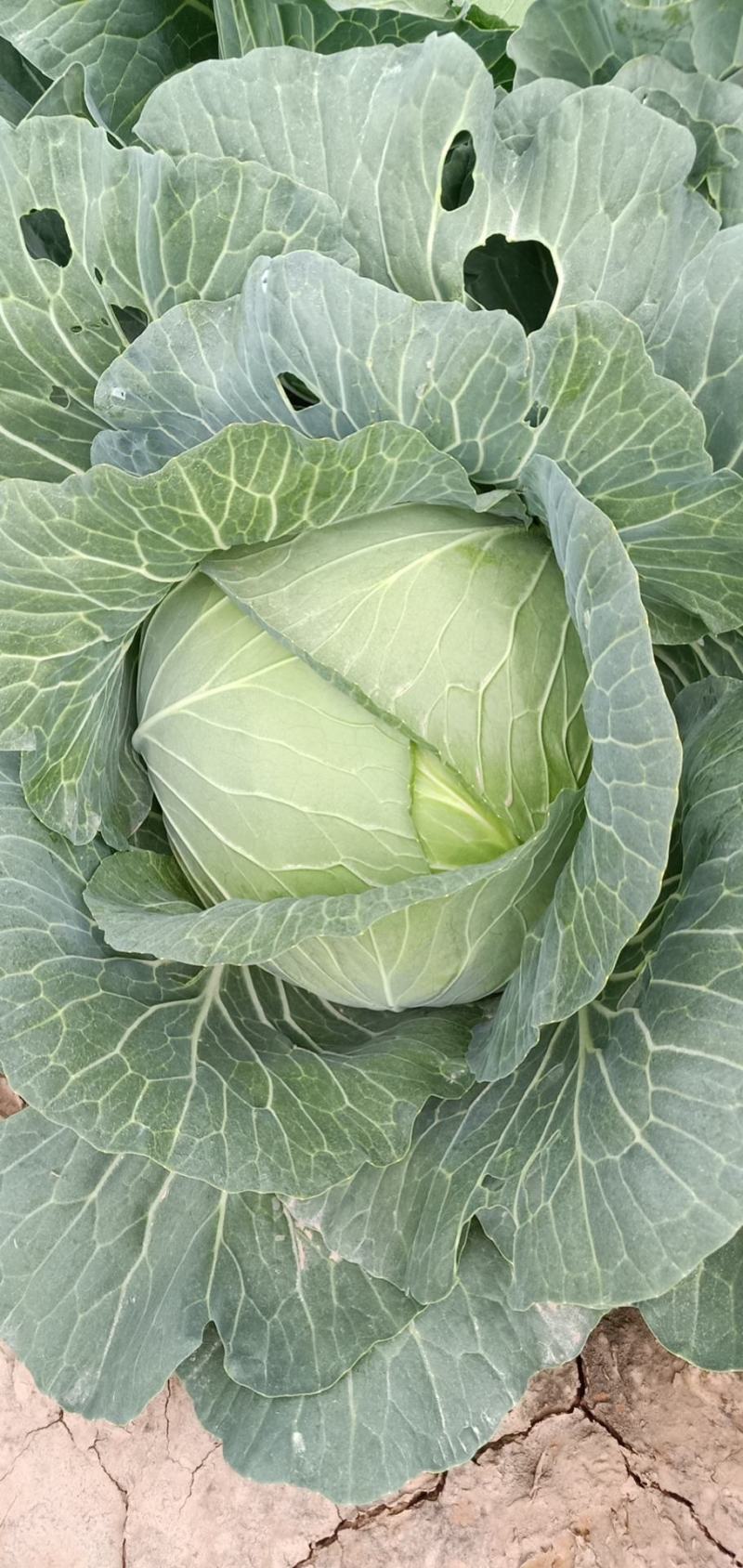甘肃靖远高原夏菜大量上市中欢迎前来选购诚信代办