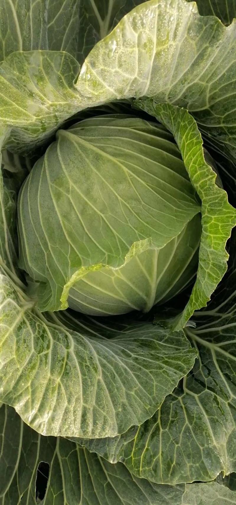 甘肃靖远高原夏菜大量上市中欢迎前来选购诚信代办