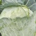 甘肃靖远高原夏菜大量上市中欢迎前来选购诚信代办