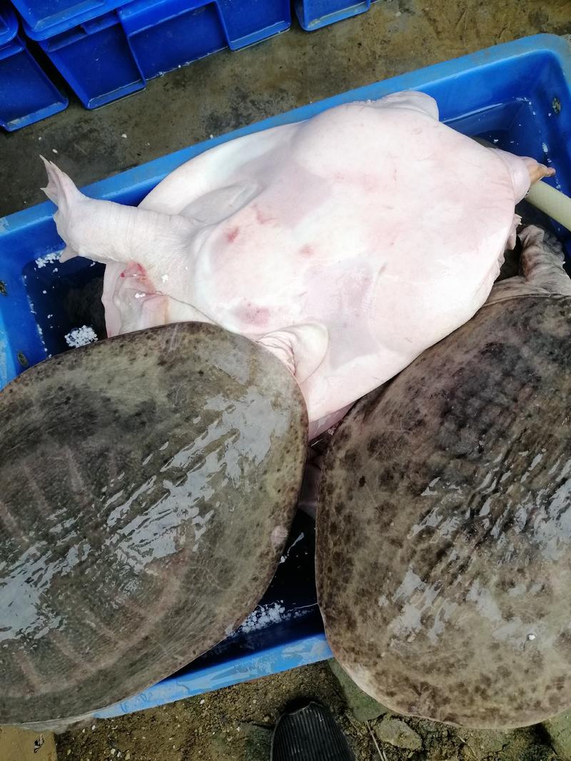 珍珠鳖大甲鱼，美国山瑞，霸王鳖，6斤到20斤一只