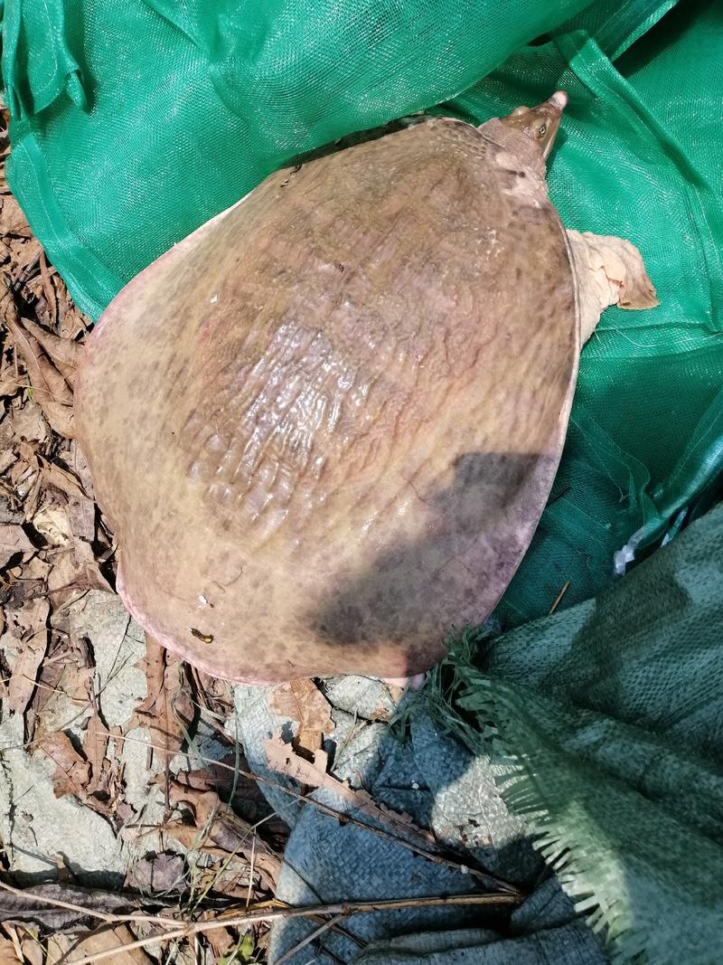 珍珠鳖大甲鱼，美国山瑞，霸王鳖，6斤到20斤一只